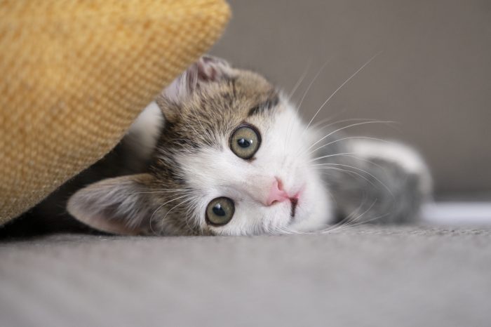 Formules adaptées à chaque besoin